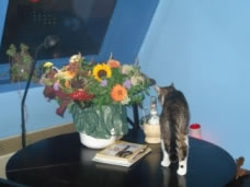 Ed met bloemen