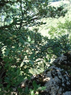 Diepte