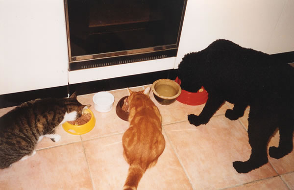 three eating