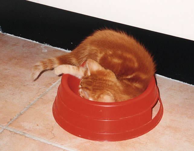 nub in folly's tray