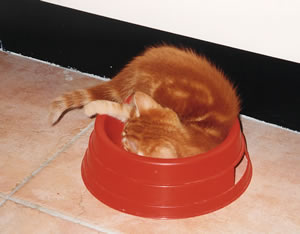nub in folly's tray