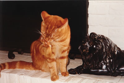 nub and lion