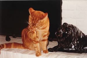 nub and lion