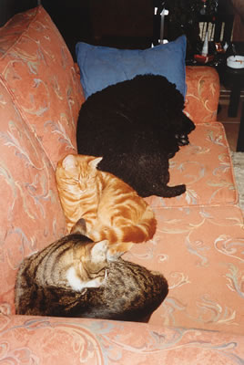 three on couch