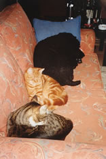 ed, nub, folly