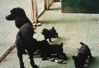 folly bored with pups