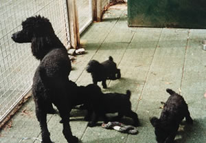 folly bored with pups