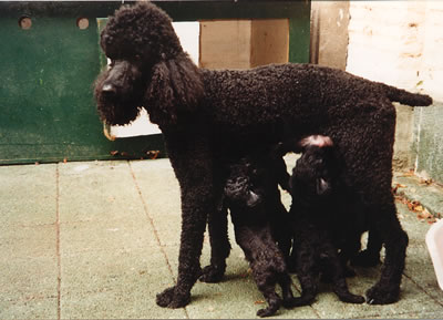 feeding pups