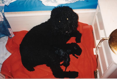 folly and her pups