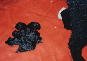 the puppies