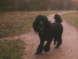 one of folly's pups in 2004