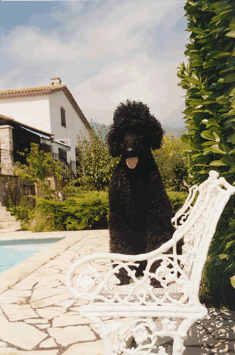 oom jan's pool