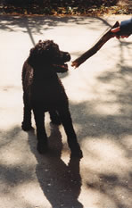 polish stick