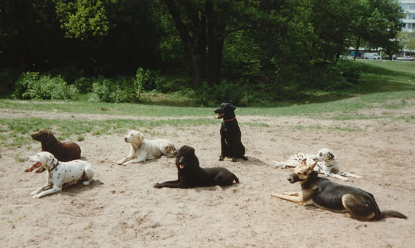 dogs at clingendael