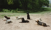 dogs at clingendael
