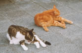 nub and ed washing