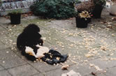 fight with cushion