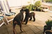 folly and reza
