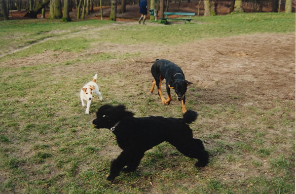 folly, bonnie and reza