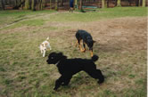 folly, reza and bonnie