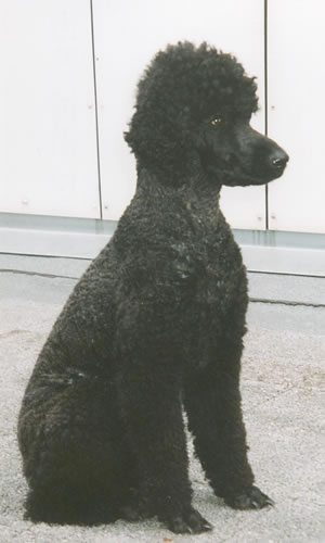 folly, 2000