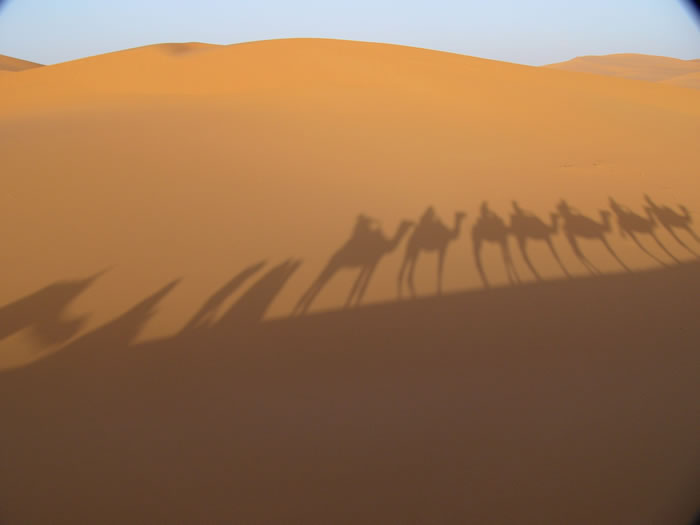 Erg Chebbi, dromedarissen