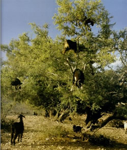 Argan