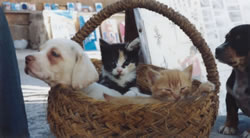 Kittens en puppies