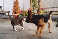 fighting ed and lotte