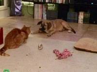 Nub and Simba
