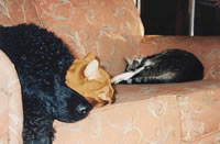 folly, ed, nub