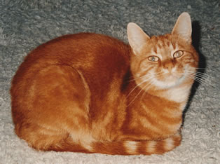 Nub