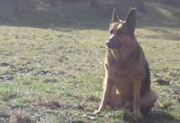 belvedere 2010