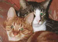 ed and nub