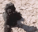 folly, april 2004