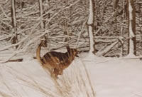 lot in snowy field