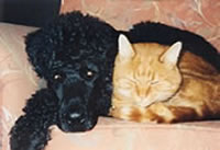 nub and folly