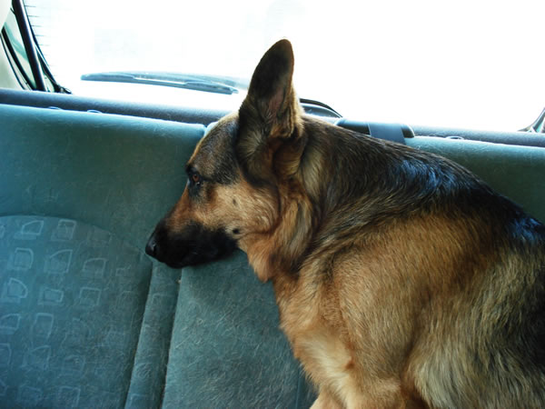 Lotte in de auto