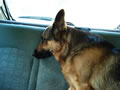 Lotte in de auto