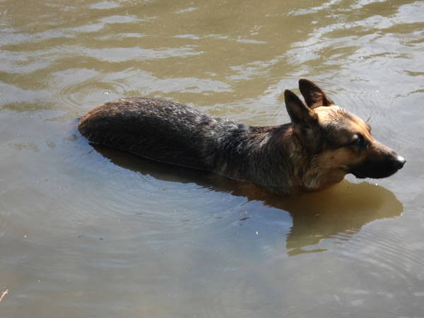 Lotte in het water