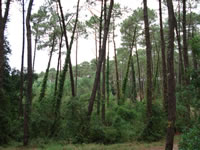 For&ecirc;t des Pign&egrave;des