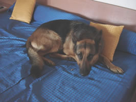 Lotte
